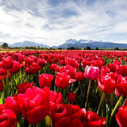 Bariloche con campo de tulipanes